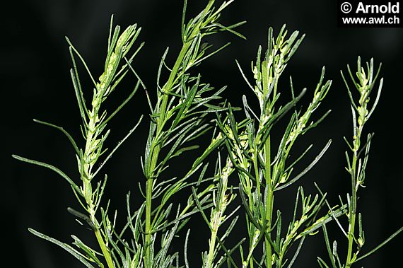 Eberraute - Artemisia abrotanum