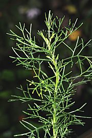 Artemisia abrotanum - Eberraute