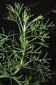 Artemisia abrotanum - Eberraute