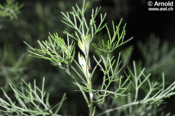 Eberraute Pflanze - Artemisia abrotanum