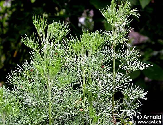 Eberraute (Artemisia abrotanum)