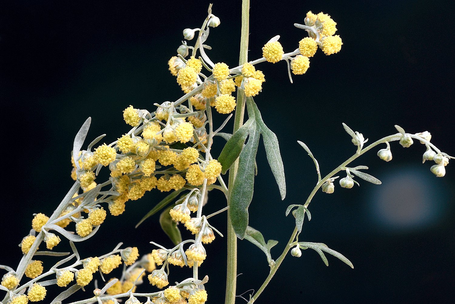 Wermut Artemisia Absinthium 150 Artemisia-Samen 