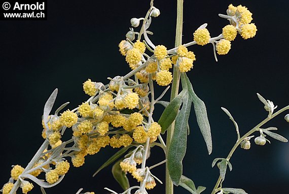Wermut-Pflanze (Artemisia absinthium) - Blütenzweig und Blätter