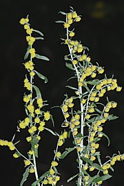 Artemisia absinthium