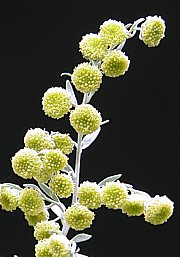 Artemisia absinthium