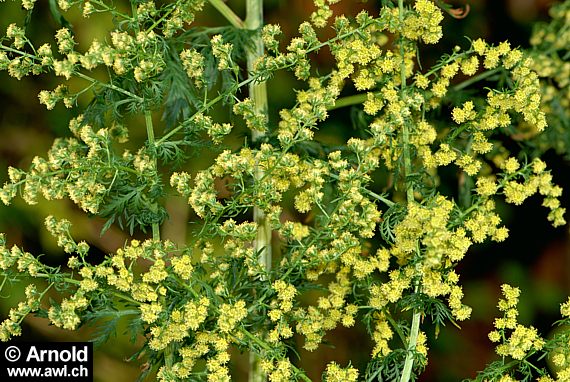 Artemisia annua