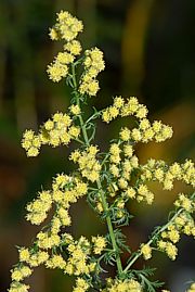 Artemisia annua - Einjähriger Beifuss