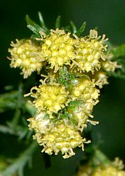 Artemisia annua - Einjähriger Beifuss