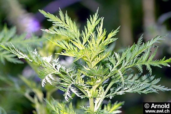 Artemisia annua - Einjähriger Beifuss
