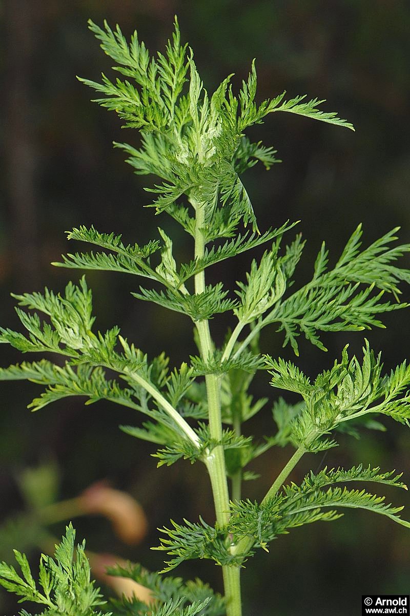 Einjähriger Beifuss   Artemisia annua   AWL.ch
