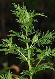 Artemisia annua - Einjähriger Beifuss