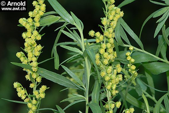 Artemisia dracunculus - Estragon