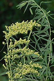 Artemisia dracunculus - Estragon 