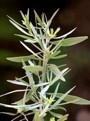Artemisia dracunculus - Estragon 