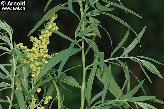 Estragon (Artemisia dracunculus)