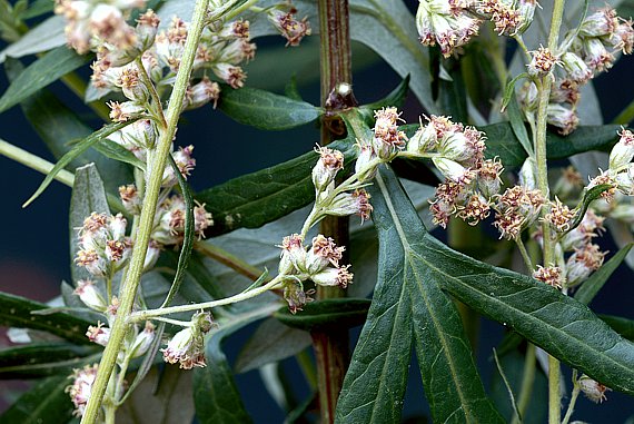 Artemisia vulgaris