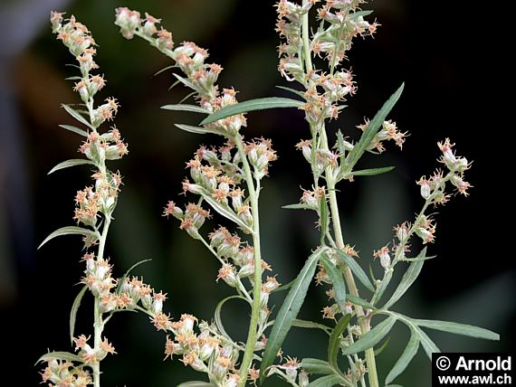 Gemeiner Beifuss (Artemisia vulgaris)
