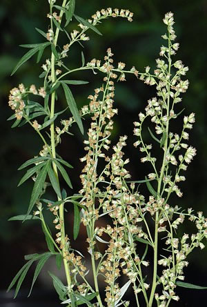 Blühender Beifuss (Artemisia vulgaris)