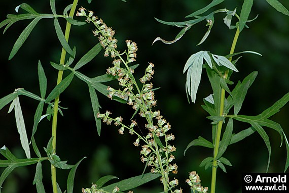 Gemeiner Beifuss (Artemisia vulgaris) - Habitus