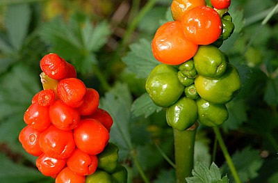 Gefleckter Aronstab (Arum maculatum)