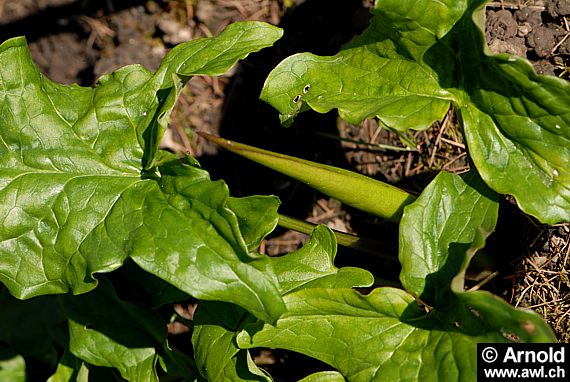 Aronstab - Arum maculatum