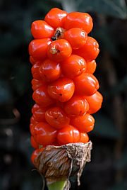 Arum maculatum - Aronstab