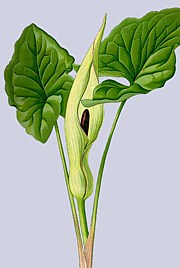 Arum maculatum - Aronstab