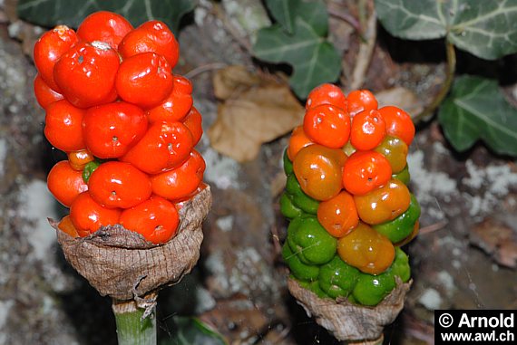 Gefleckter Aronstab (Arum maculatum)