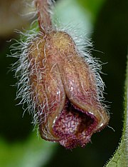 Asarum europaeum - Europäische Haselwurz