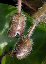 Asarum europaeum - Europäische Haselwurz