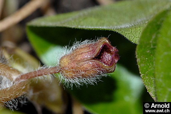 Europäische Haselwurz - Asarum europaeum