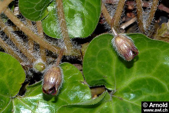 Asarum europaeum - Gewöhnliche Haselwurz