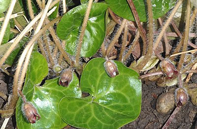 Haselwurz (Asarum europaeum)