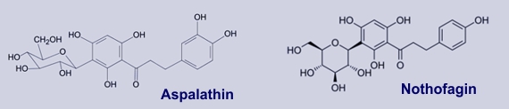 Flavonoide in Rooibos