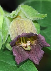 Einzelne Blüte der Tollkirsche