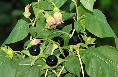 Tollkirsche-Pflanze mit Blueten und Beeren