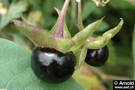 Tollkirsche (Beeren)