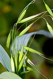 Avena sativa - Hafer