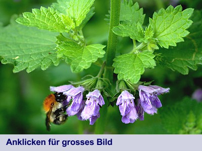 Blüten der Schwarznessel werden von einer Hummel besucht