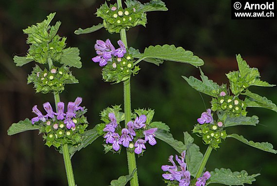 Habitus der Schwarznessel