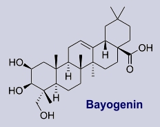 Bayogenein - Inhaltsstoff des Gänseblümchens