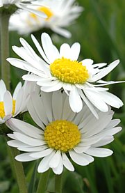 Bellis perennis