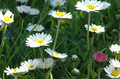 Das Gänseblümchen als Rasenbewohner