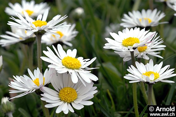 Gänseblümchen (Bellis perennis)