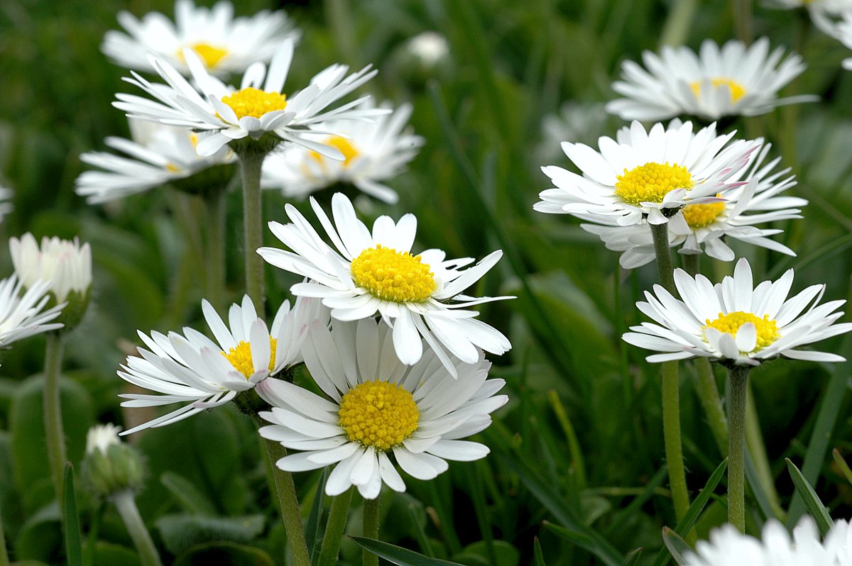 Gänseblümchen