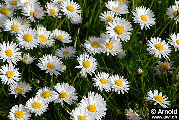 Mehrjähriges Gänseblümchen - Bellis perennis