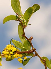 Berberis vulgaris - Sauerdorn, Berberitze 