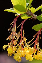 Berberis vulgaris - Sauerdorn, Berberitze 