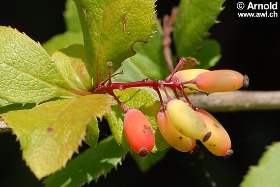 Beeren der Berberitze