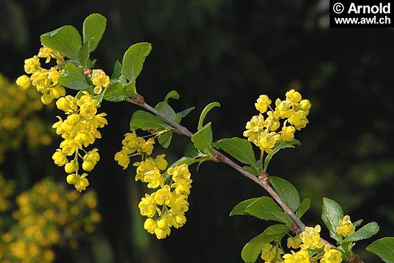Berberitze (Berberis vulgaris) - Blühender Zweig